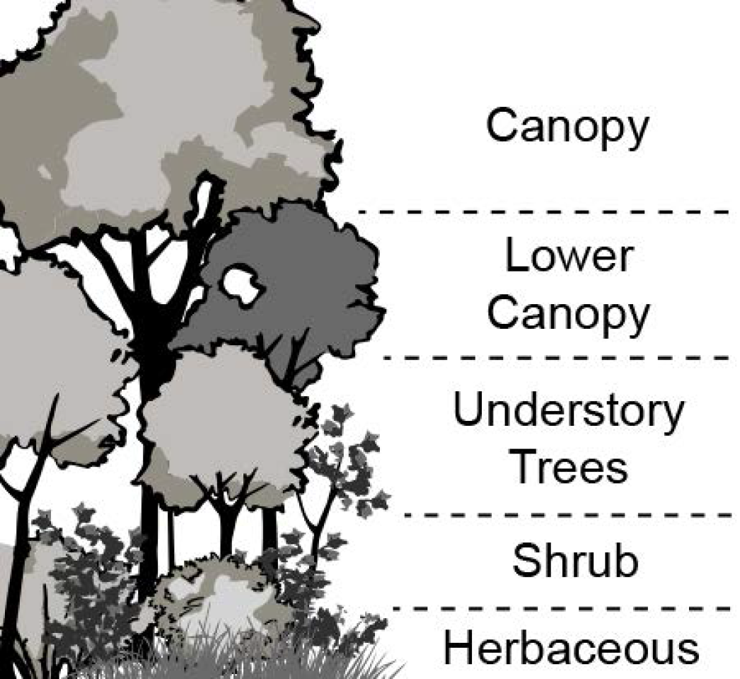 A diagram showcasing various tree types found in the forest, providing a visual representation of their diversity.