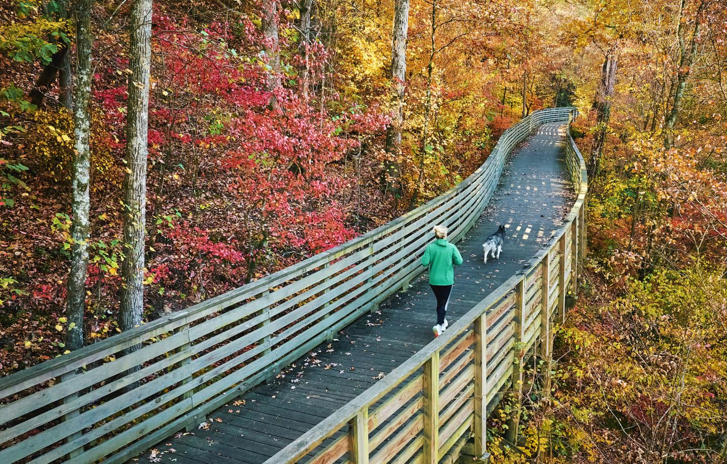 A person walking a dog on a wooden walkway surrounded by vibrant autumn foliage in Greenway Farm.