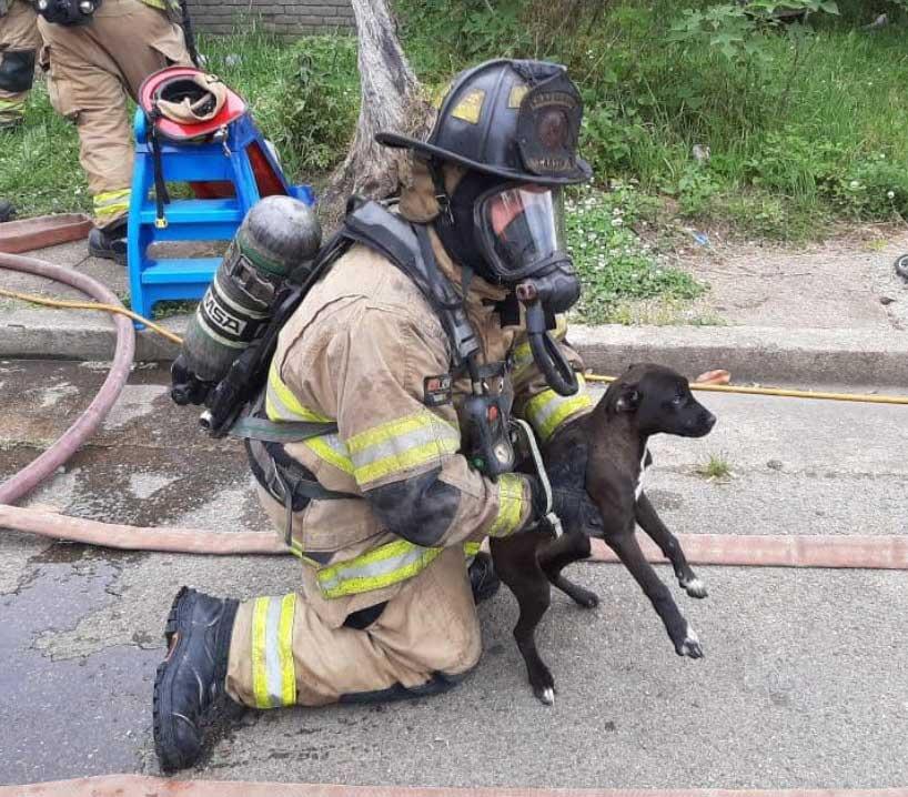 Dog rescued from N Hawthorne Street fire