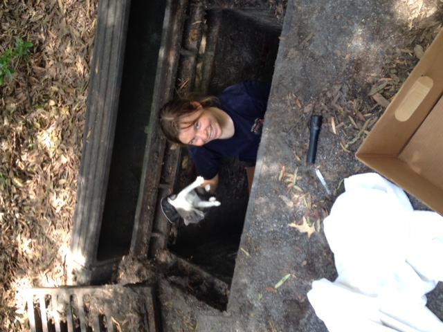 Firefighters Rescue Kitten from Storm Drain