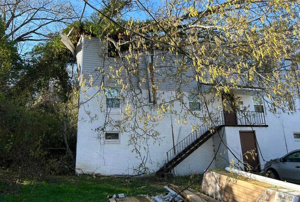 Fallen tree at apartments on Pinewood Ave